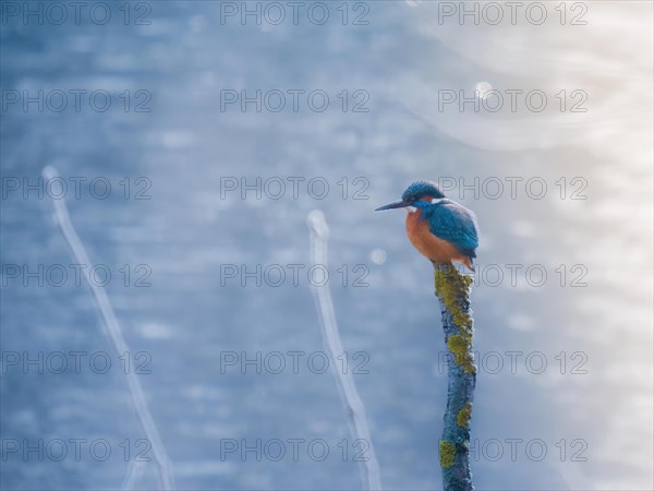 Beautiful Common Kingfisher