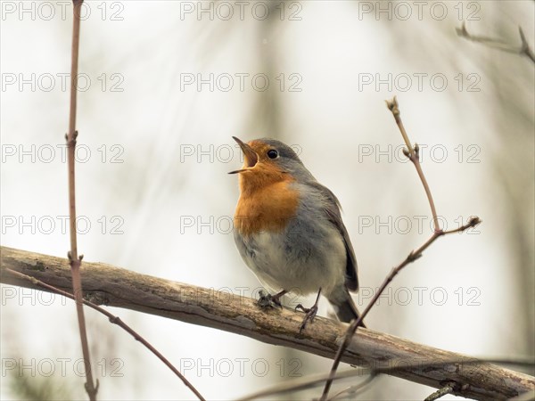 Cheerful male European Robin