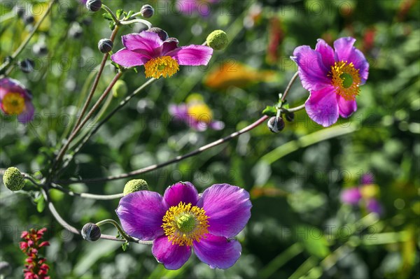 Chinese anemones