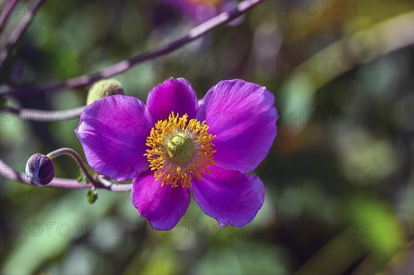 Autumn anemone