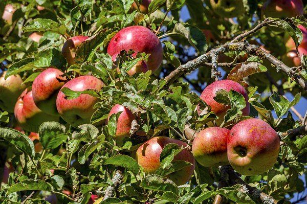 Red apples in a meadow orchard