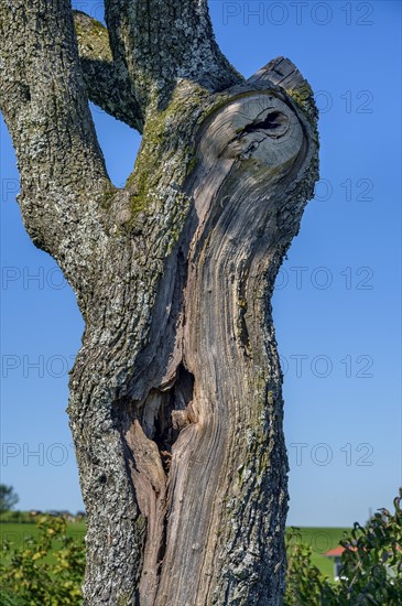 Knotholes in a tree trunk