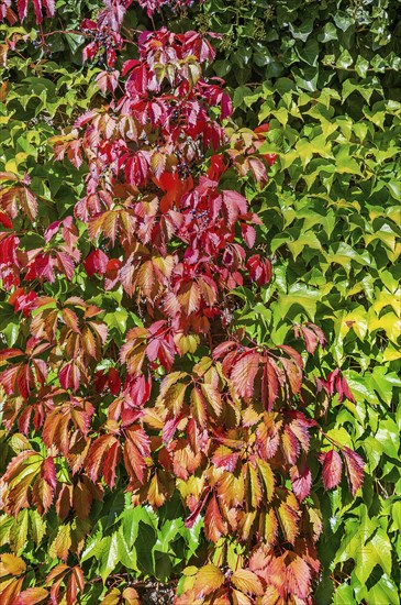 Wall overgrown with five-leaved wild vine