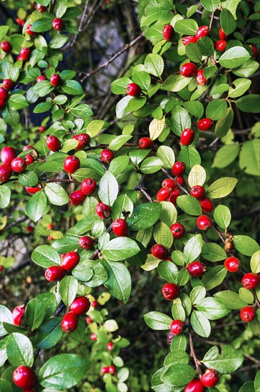 Rockspray cotoneaster