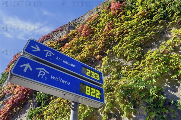 Town wall overgrown with wild vine