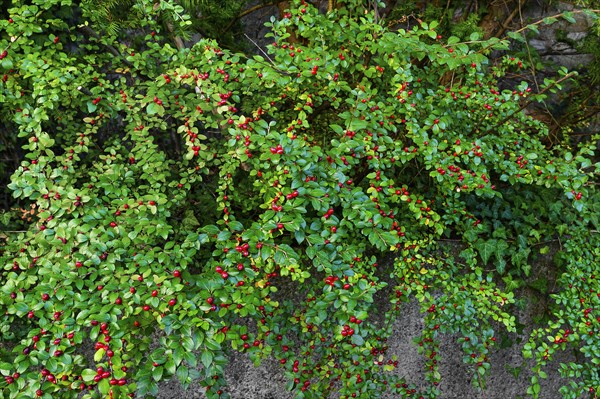 Rockspray cotoneaster