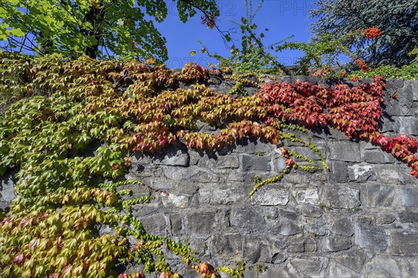 City wall overgrown with wild vine