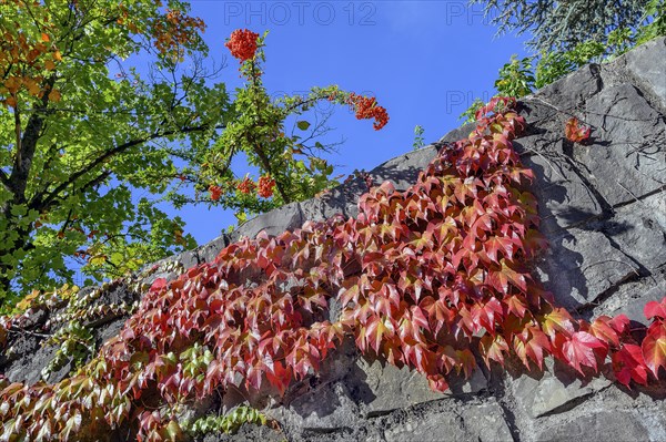 Town wall with wild vine