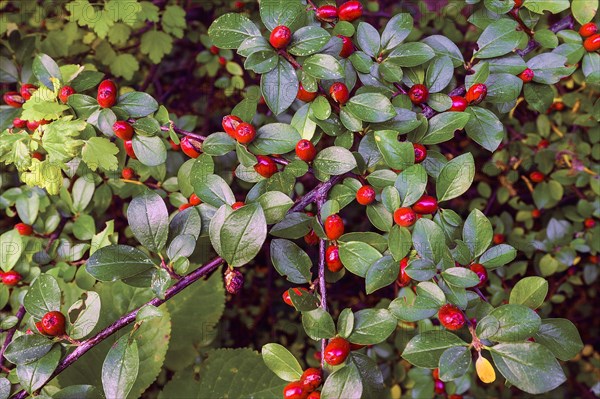 Rockspray cotoneaster