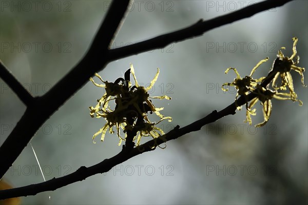 (Hamamelis), Autumn, Germany, Europe