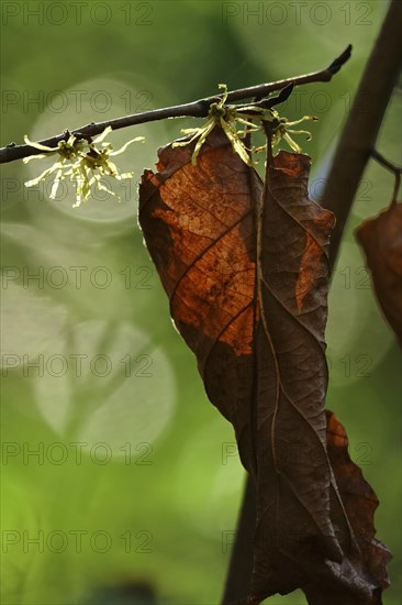 (Hamamelis), Autumn, Germany, Europe