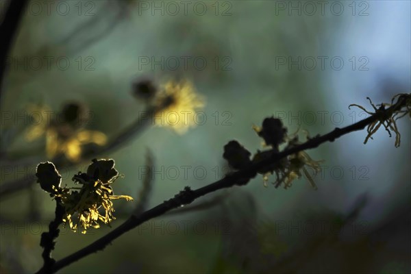 (Hamamelis), Autumn, Germany, Europe