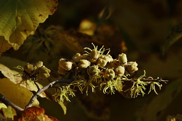 (Hamamelis), Autumn, Germany, Europe