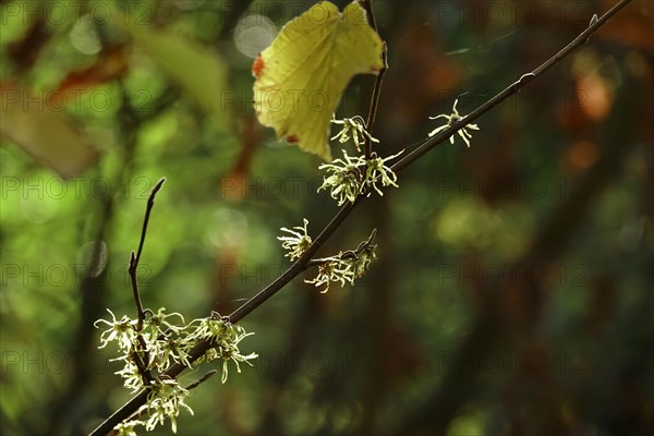 (Hamamelis), Autumn, Germany, Europe