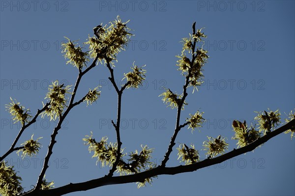 (Hamamelis), Autumn, Germany, Europe