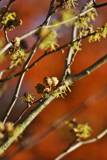 (Hamamelis), Autumn, Germany, Europe