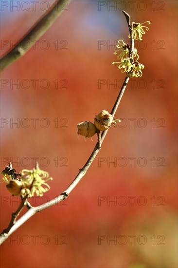 (Hamamelis), Autumn, Germany, Europe