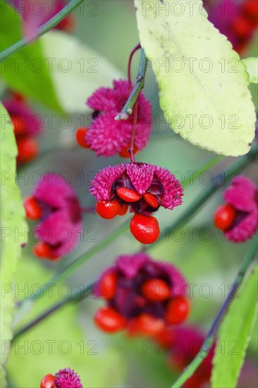 American spindle bush