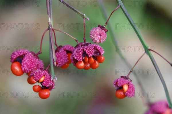 American spindle bush