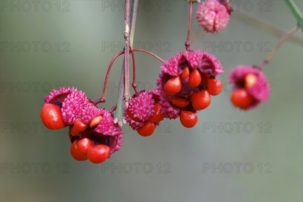 American spindle bush