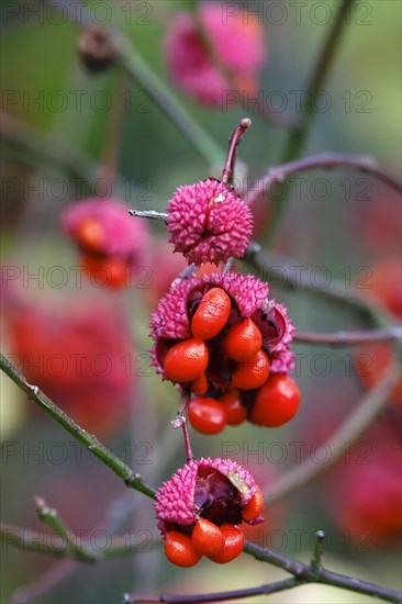 American spindle bush