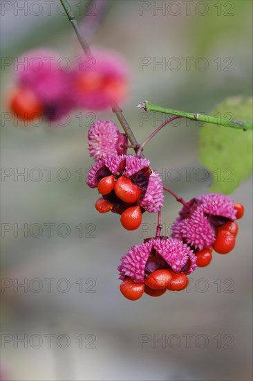 American spindle bush