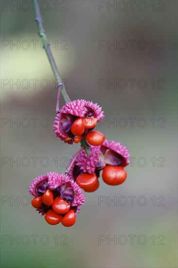 American spindle bush