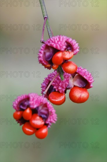 American spindle bush