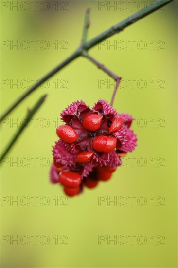 American spindle bush