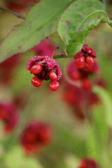 American spindle bush