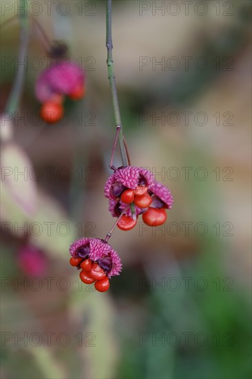 American spindle bush