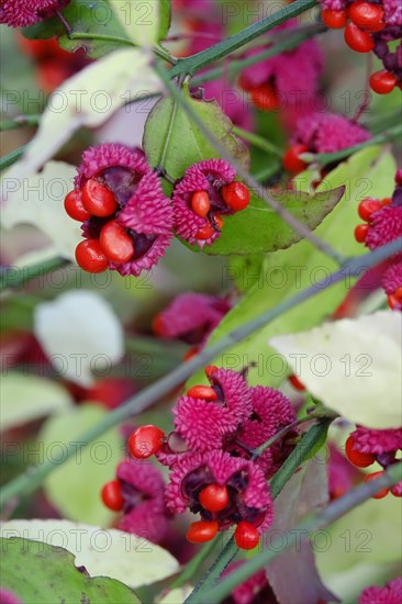 American spindle bush