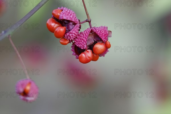 American spindle bush