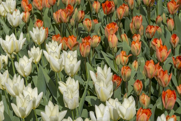 Flowerbed with white and orange tulips