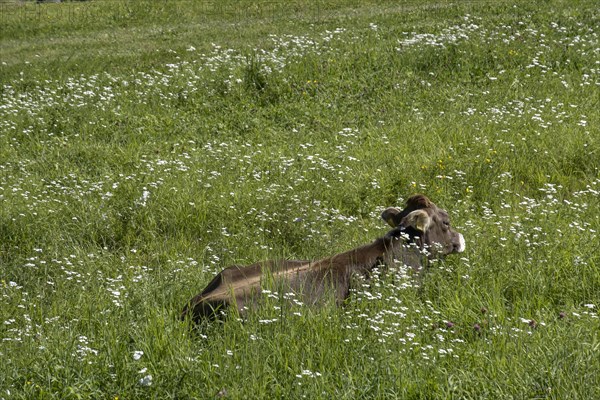 Cattle lying on a mountain pasture