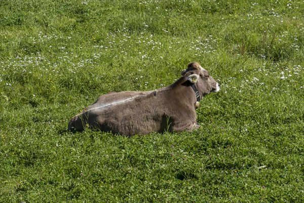 Cattle lying on a mountain pasture