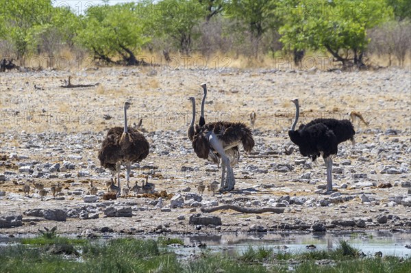 Group of ostriches with young