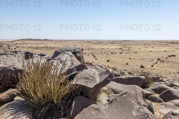 (Kleinia longiflora), scree desert near Swakopmund, Namib-Naukluft, Namibia, Africa