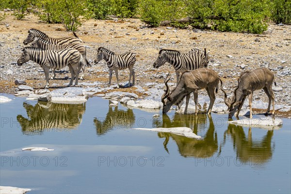 Kudus and zebras at a waterhole