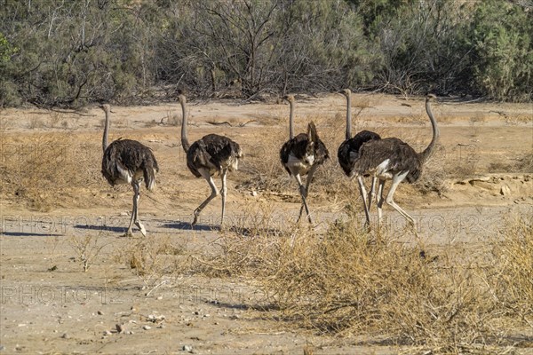 Common ostriches