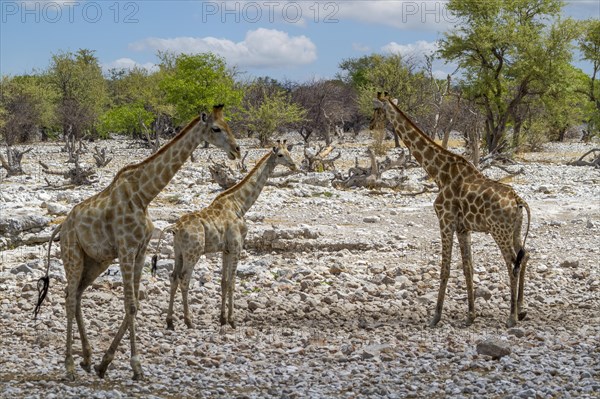 Giraffes