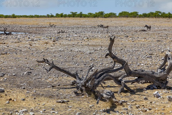 Landscape in Etosha National Park