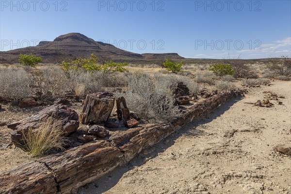 Petrified log