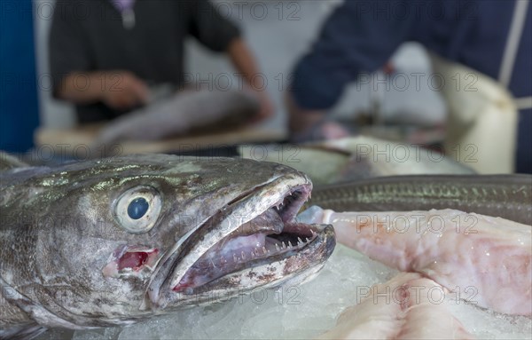 Playa Blanca Fish Market