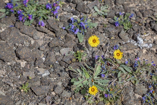 False sowthistle