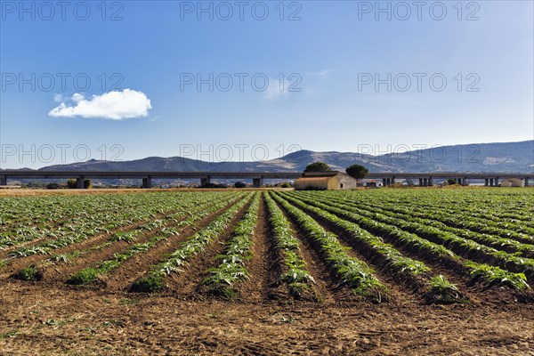 Artichoke