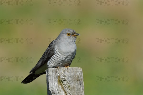 Common cuckoo