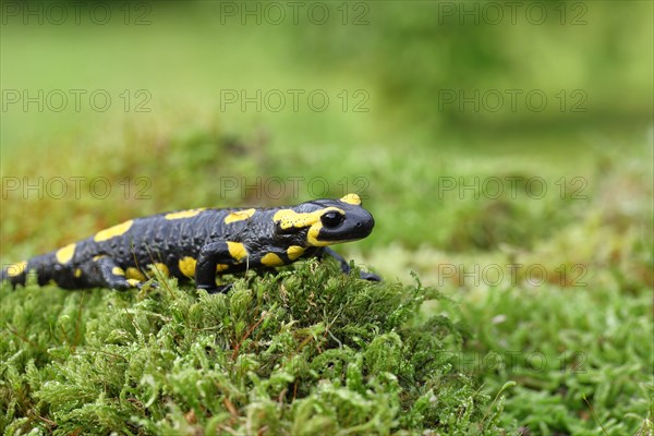 Fire salamander