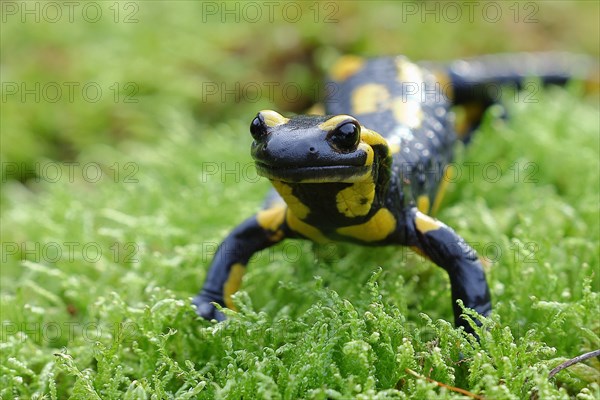 Fire salamander