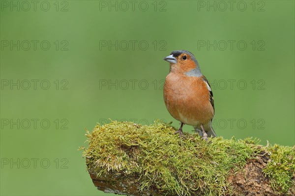 Common chaffinch